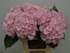 Hydrangea Verena 60cm 13-15cm Hd