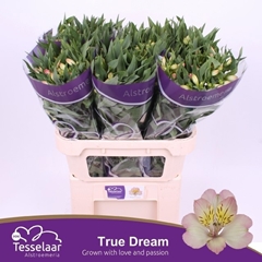 Alstroemeria True Dream 75cm 60gr.