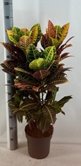 Codiaeum Big Leaf Petra 24Ø 100cm
