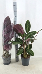 Calathea Warscewiczii 21Ø 95cm