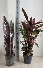 Calathea Rufibarba 21Ø 85cm