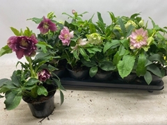 Helleborus Orientalis 12Ø 28cm