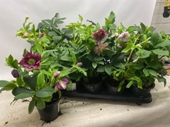 Helleborus Orientalis 12Ø 32cm