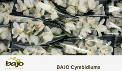 Cymbidium Early White 50cm