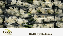Cymbidium Early White 40cm
