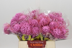 Leucospermum Painted Pink 40cm