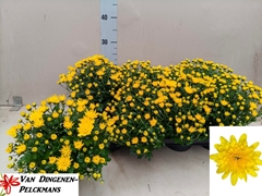 Chrysanth Gardenmumsaic Yellow 12Ø 25cm