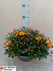 Chrysanthemum Jasoda Dark Orange 23Ø 35cm