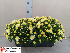 Chrysanthemum Jasoda White 40Ø 40cm