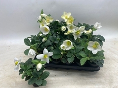 Helleborus Little Star 7Ø 18cm