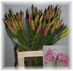 Nerine Favourite 55cm