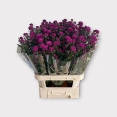 Aster Flash 85cm 25gr.