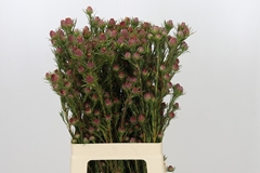 Leucadendron Jubilee Crown 70cm