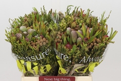 Cape Cone Mix 40cm