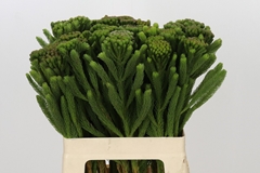 Brunia Albiflora Green 60cm