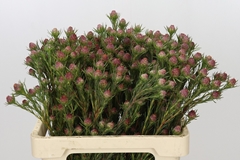 Leucadendron Jubilee Crown 60cm