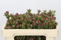 Leucadendron Jubilee Crown 50cm