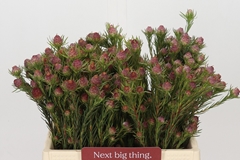 Leucadendron Jubilee Crown 40cm