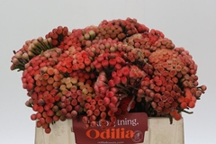 Brunia Laevis Red 35cm