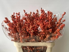 Ilex Verticillata Magical Daydream 80cm