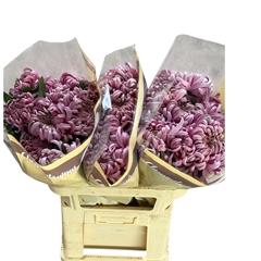 Chrysanth Single Vienna Pink 70cm 70gr.