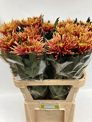 Chrysanth Single Tula Autumn 80cm 120gr.