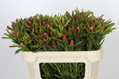 Leucadendron Ayoba Cherry Pearl 70cm