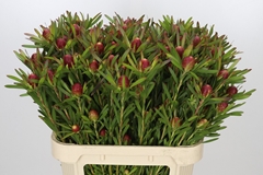 Leucadendron Ayoba Cherry Pearl 80cm Spray