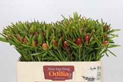 Leucadendron Ayoba Cherry Pearl 50cm