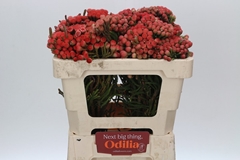 Brunia Laevis Red 50cm