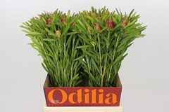 Leucadendron Ayoba Cherry Pearl 50cm Spray