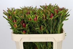 Leucadendron Ayoba Cherry Pearl 70cm Spray