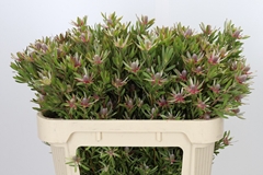 Leucadendron Ayoba Star Pearl 70cm Spray