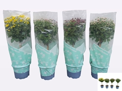 Chrysanth Mix 17Ø 50cm