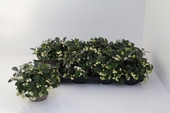 Gaultheria Ciao Bella White 12Ø 20cm