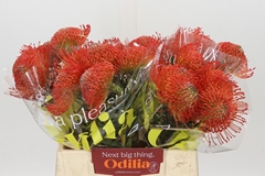 Leucospermum Succession 35cm
