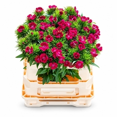 Dianthus Barb Sweet Will Bicolour 50cm
