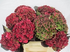 Hydrangea Charlotte Classic 35cm 12-14cm Hd