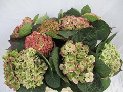 Hydrangea Amathyst Classic 40cm 11-13cm Hd