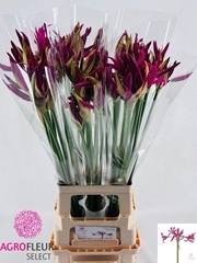 Nerine Alexandra 80cm