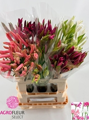 Nerine Mix 70cm