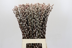 Salix Snow Flake Painted Red 70cm