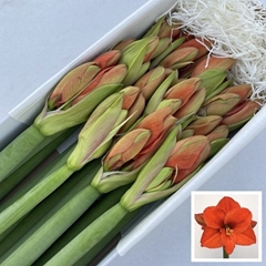 Hippeastrum Naranja 75cm