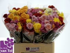 Chrysanth Spray Mix 60cm 45gr.