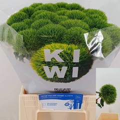Dianthus Barb Kiwi Mellow 45cm