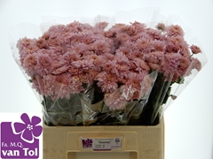 Chrysanth Spray Gompie Pink 60cm 45gr.