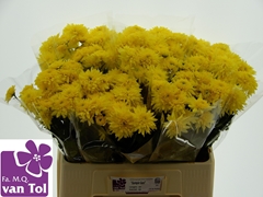Chrysanth Spray Gompie Yellow 60cm 40gr.