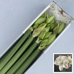Hippeastrum Double Wimbledon 80cm