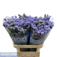 Limonium Sinuatum Sky Wings 80cm 35gr.