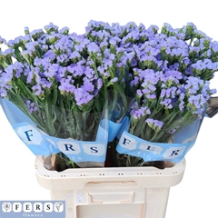 Limonium Sinuatum Sky Wings 70cm 30gr.